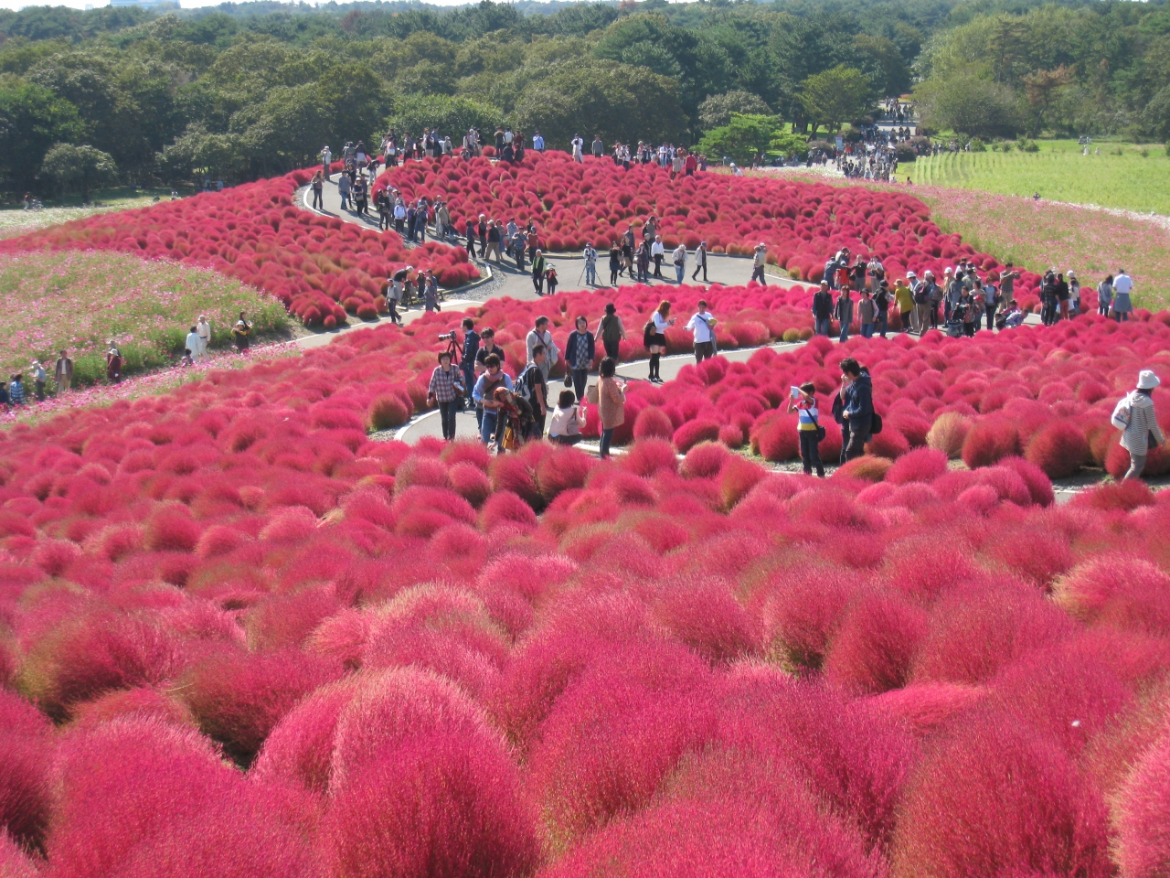 きて みて さわって コキアカーニバル に行って来ました ひたちなか 茨城県 の旅行記 ブログ By Thikoさん フォートラベル