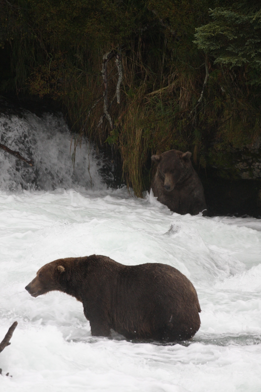 グリズリーとオーロラのアラスカ カトマイ国立公園周辺 アメリカ の旅行記 ブログ By Mokemiさん フォートラベル