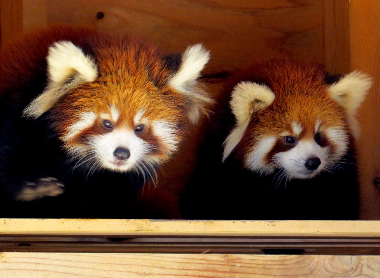 秋の赤ちゃんレッサーパンダ紀行 ６ 千葉市動物公園 おめでとうメイメイちゃん クウタ君 千葉 では初の風太君のお孫さん誕生 第３回関東レサパン オフ会開催 千葉市 千葉県 の旅行記 ブログ By Jilllucaさん フォートラベル