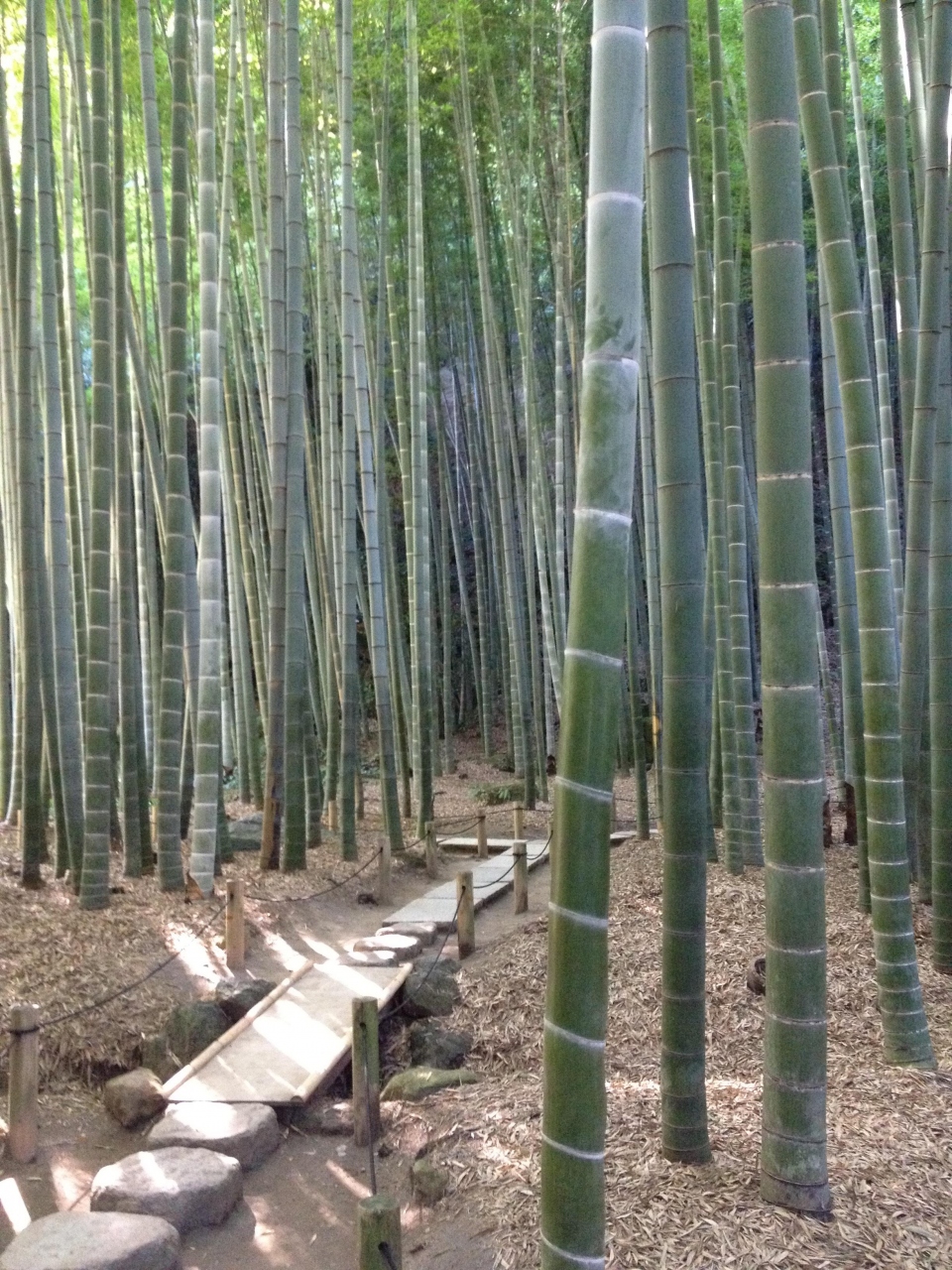 横浜江ノ島鎌倉旅行 鎌倉 鎌倉 神奈川県 の旅行記 ブログ By Milkteaさん フォートラベル 横浜江ノ島鎌倉旅行 鎌倉 鎌倉 神奈川県 の旅行記 ブログ By Milkteaさん フォートラベル
