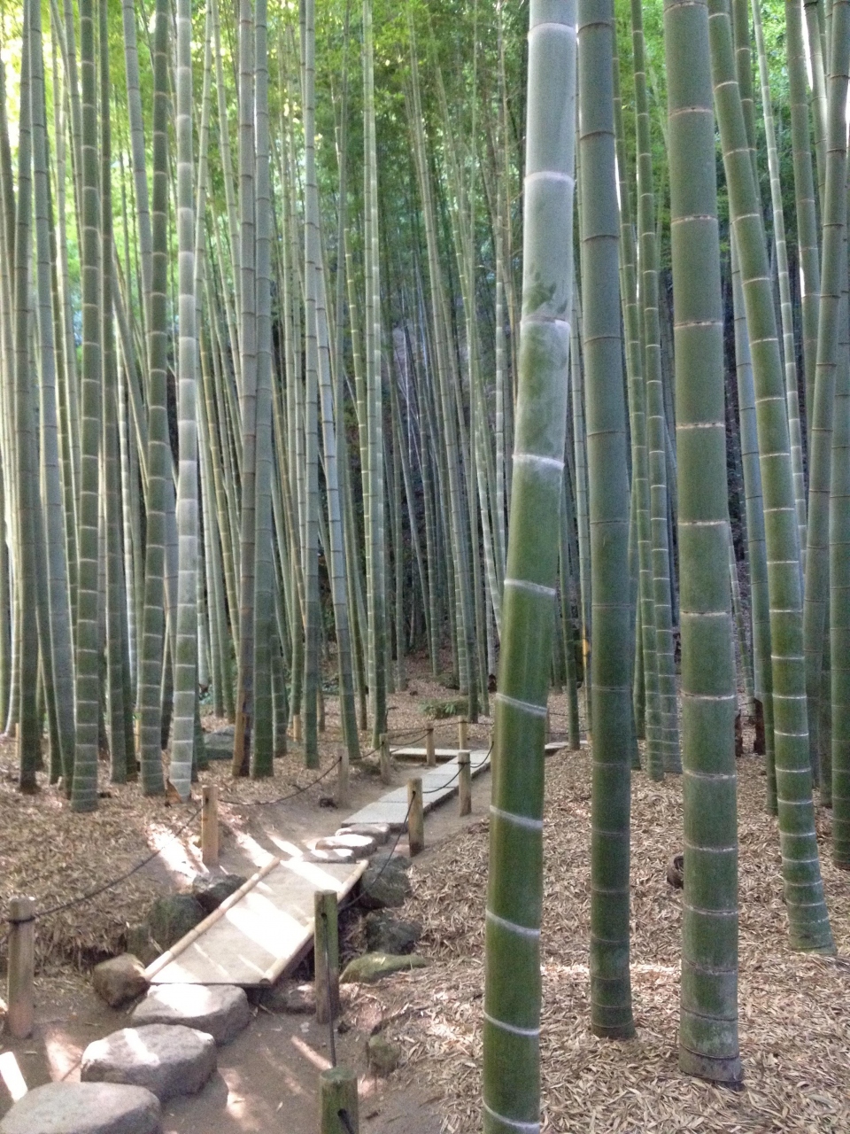 横浜江ノ島鎌倉旅行 鎌倉 鎌倉 神奈川県 の旅行記 ブログ By Milkteaさん フォートラベル