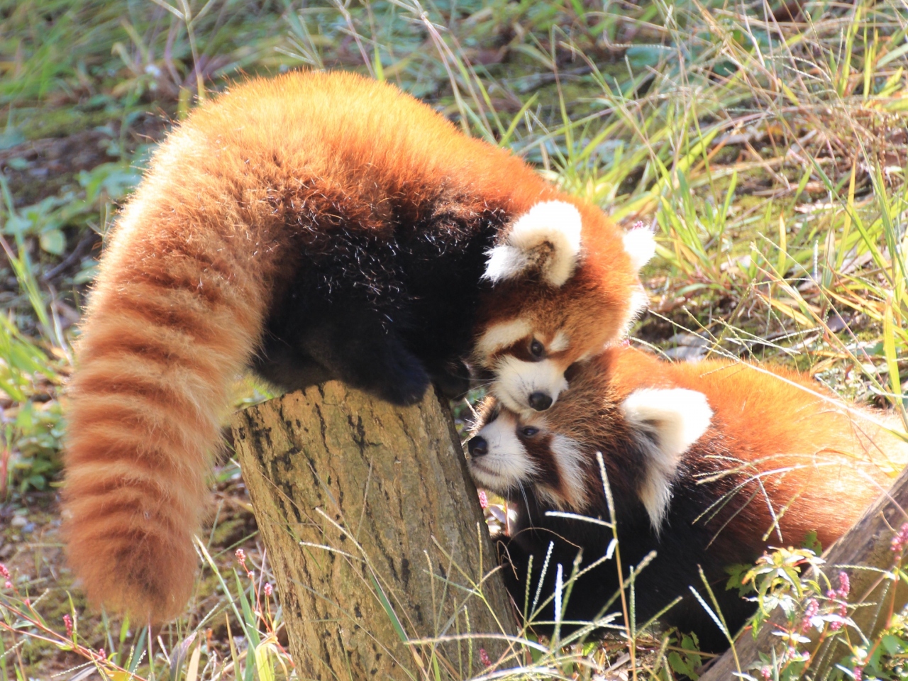 レッサーパンダ オフ会で千葉市動物公園へgo 1 メイメイちゃんの双子の赤ちゃんレッサーパンダに会えた 千葉市 千葉県 の旅行記 ブログ By まみ さん フォートラベル