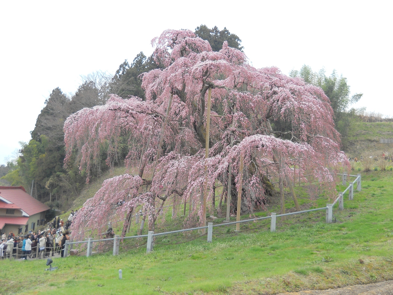 三春の滝桜と紅枝垂地蔵桜 郡山 福島県 の旅行記 ブログ By わじんデンデンさん フォートラベル 三春の滝桜と紅枝垂地蔵桜 郡山 福島県 の旅行記 ブログ By わじんデンデンさん フォートラベル