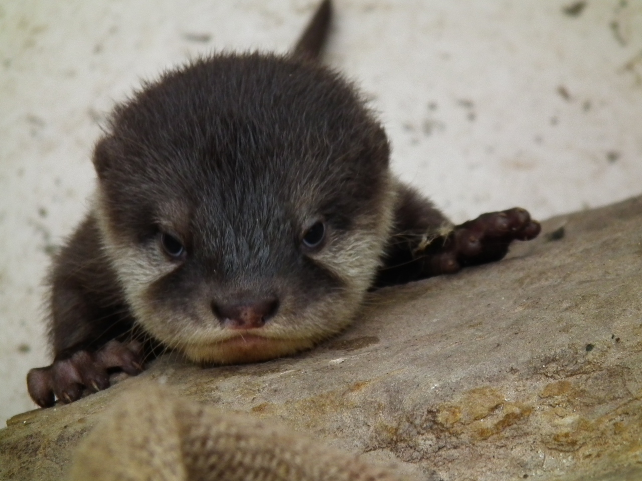 12年１０月関西 その４ アドベンチャーワールド 可愛い動物編 ジャイアントパンダ除く 南紀白浜 和歌山県 の旅行記 ブログ By ヤッシーさん フォートラベル