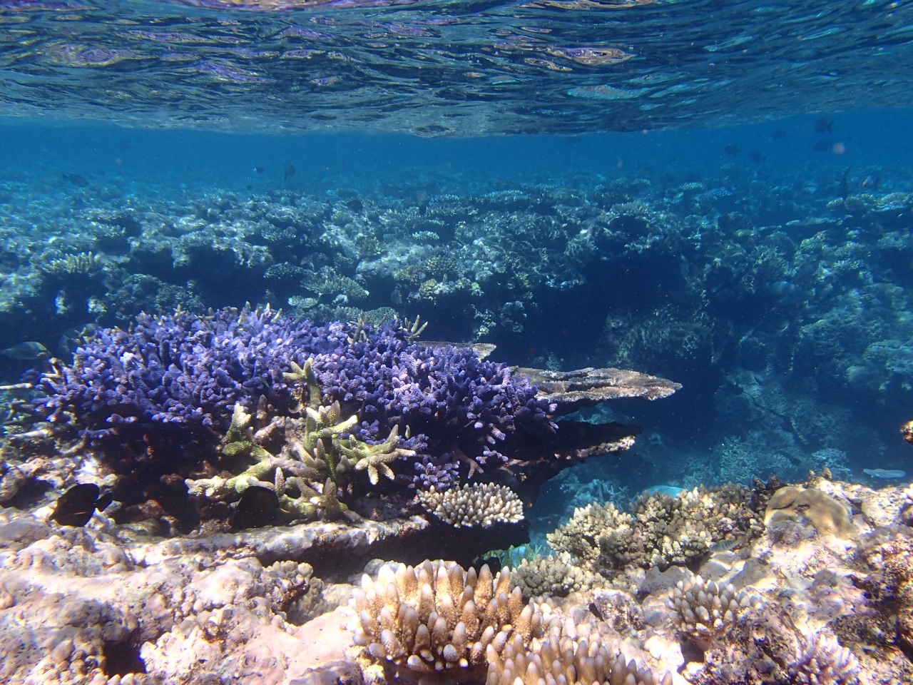 ｇｂｒ エージンコートリーフで初ダイブ グレートバリアリーフ周辺 オーストラリア の旅行記 ブログ By Piggy さん フォートラベル