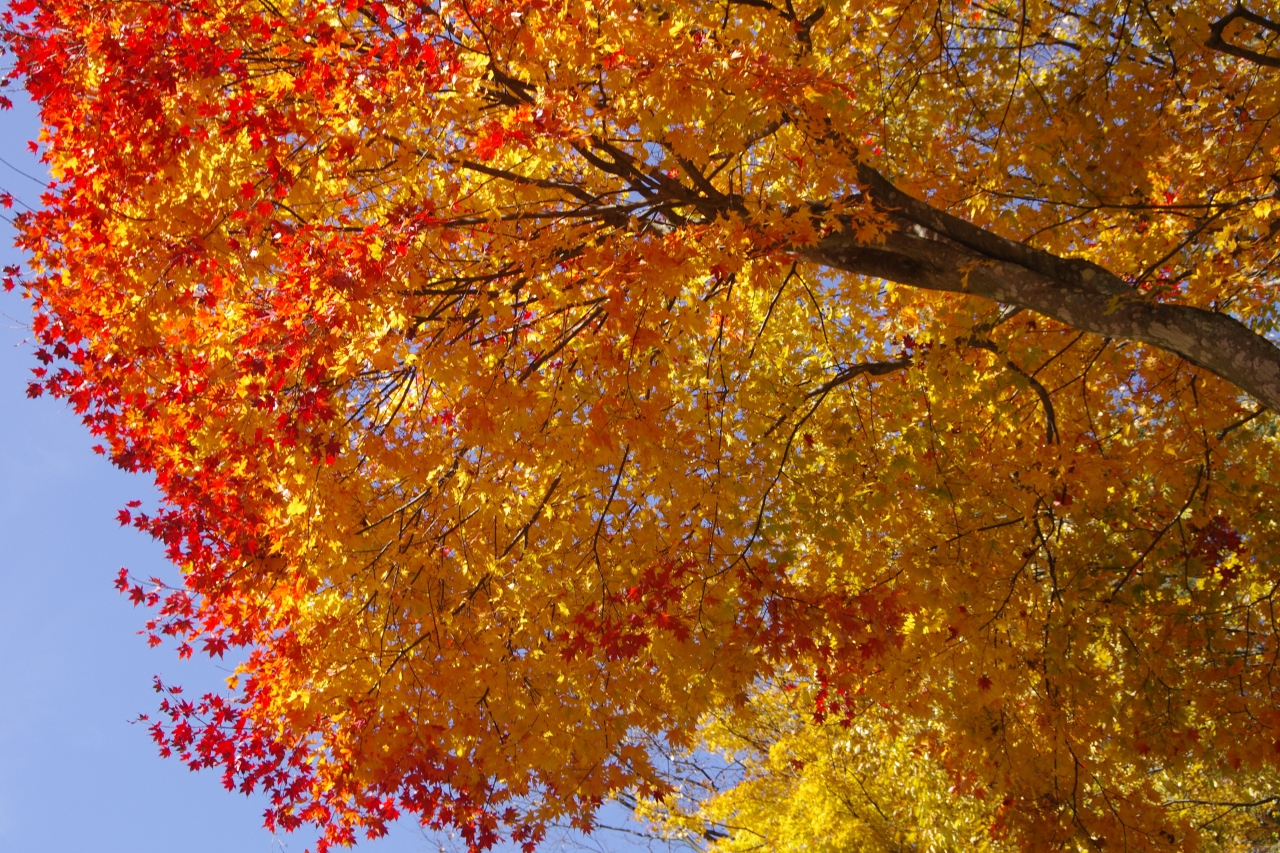 長野県 高山村 松川渓谷の紅葉 長野県の旅行記 ブログ By じゅうべいさん フォートラベル