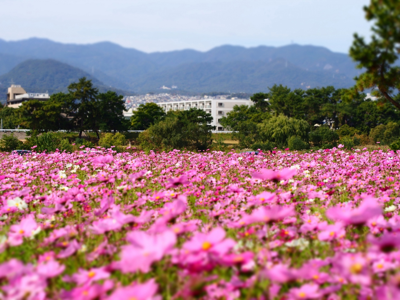 日帰り 武庫川 髭の渡し コスモス園 尼崎 兵庫県 の旅行記 ブログ By りんごあめさん フォートラベル