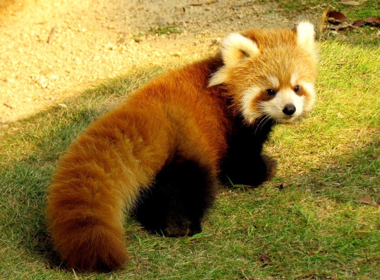 秋の赤ちゃんレッサーパンダ紀行 ８ 周南市徳山動物園 こちらも２年連続の双子誕生 おめでとう 風花ちゃん 賢健君 のんた君も元気です 徳山 周南 山口県 の旅行記 ブログ By Jilllucaさん フォートラベル