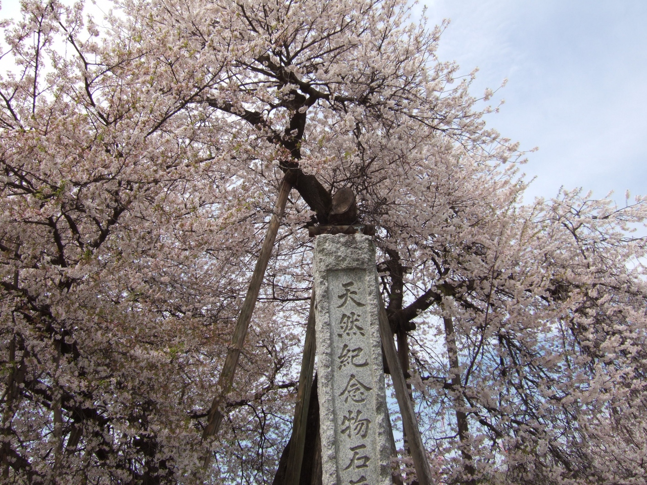 石戸の蒲桜 鴻巣 桶川 北本 埼玉県 の旅行記 ブログ By わじんデンデンさん フォートラベル