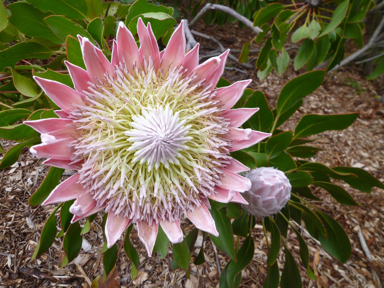 南アフリカ１７ カーステンボッシュ植物園２ ケープタウン 南アフリカ共和国 の旅行記 ブログ By キヌちちさん フォートラベル