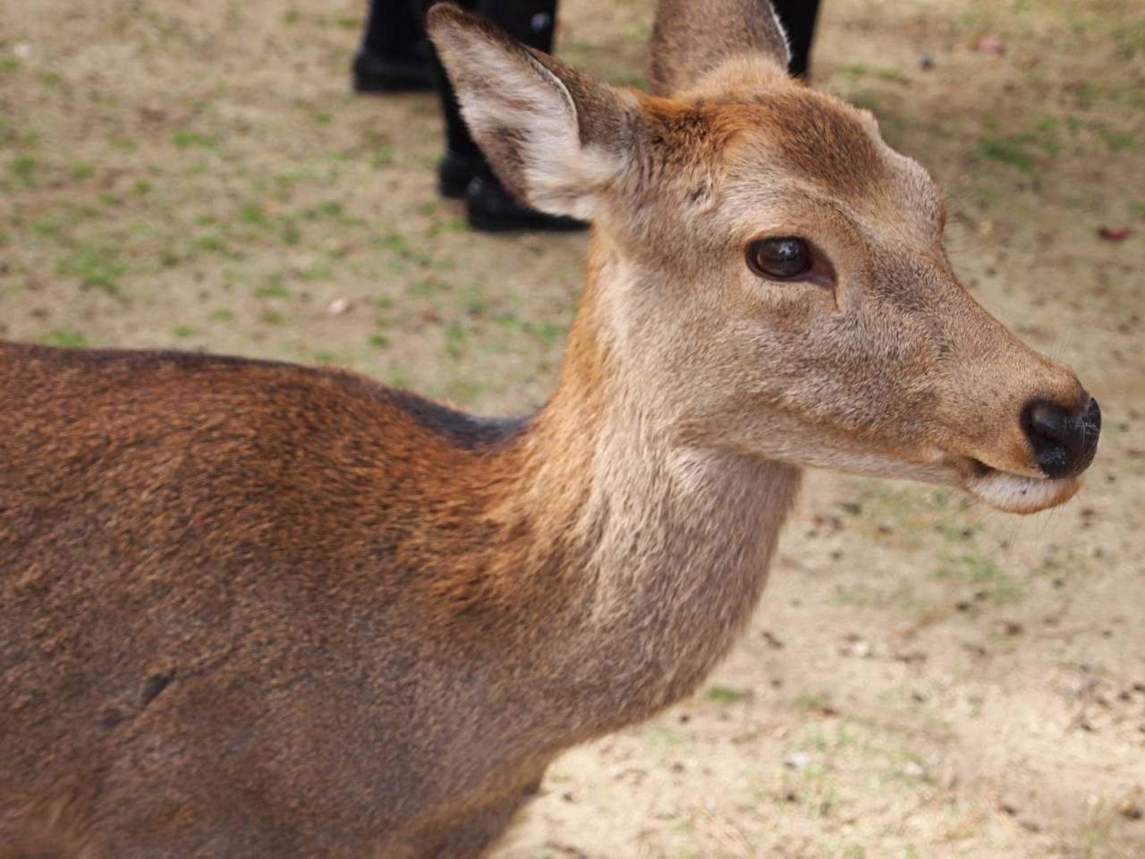 鹿におしりをどつかれて 奈良の旅 奈良市 奈良県 の旅行記 ブログ By みほさん フォートラベル 鹿におしりをどつかれて 奈良の旅 奈良市 奈良県 の旅行記 ブログ By みほさん フォートラベル