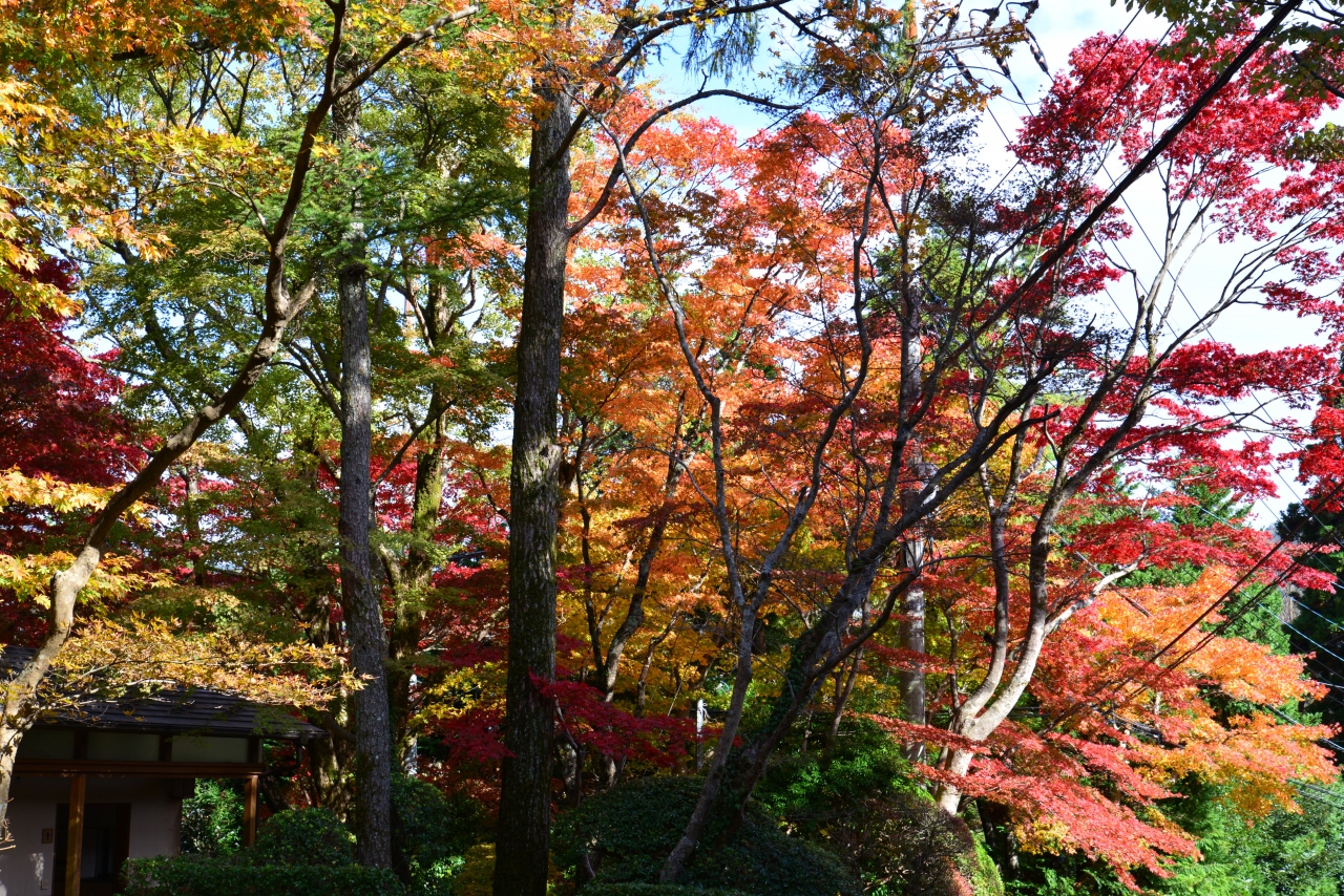 ２０１２年箱根紅葉 元箱根 芦ノ湖周辺 神奈川県 の旅行記 ブログ By 元江戸堀さん フォートラベル