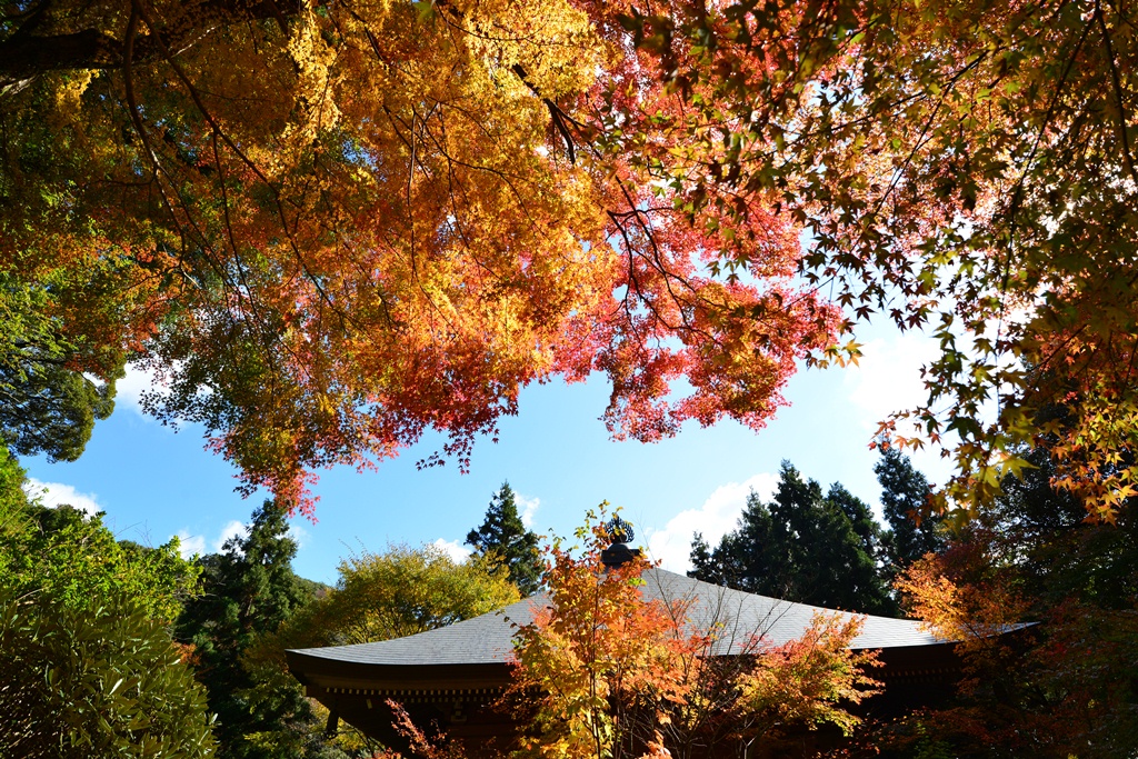 大分屈指の紅葉スポット両子寺 国東 くにさき 姫島 大分県 の旅行記 ブログ By 気まぐれなデジカメ館さん フォートラベル