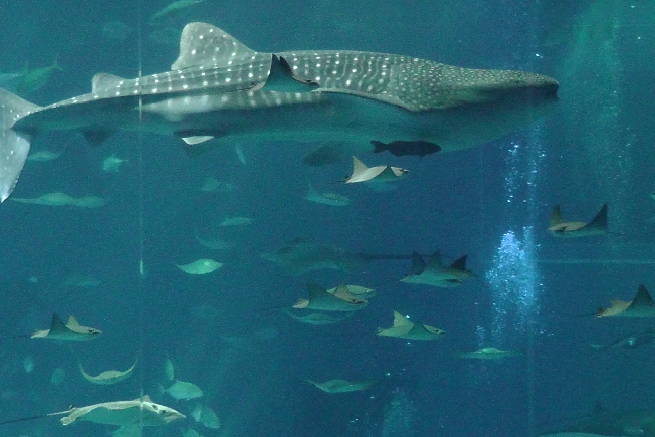アットブセナでタラソ三昧 ちゅら海水族館編 名護 沖縄県 の旅行記 ブログ By Saorinさん フォートラベル アットブセナでタラソ三昧 ちゅら海水族館編 名護 沖縄県 の旅行記 ブログ By Saorinさん フォートラベル