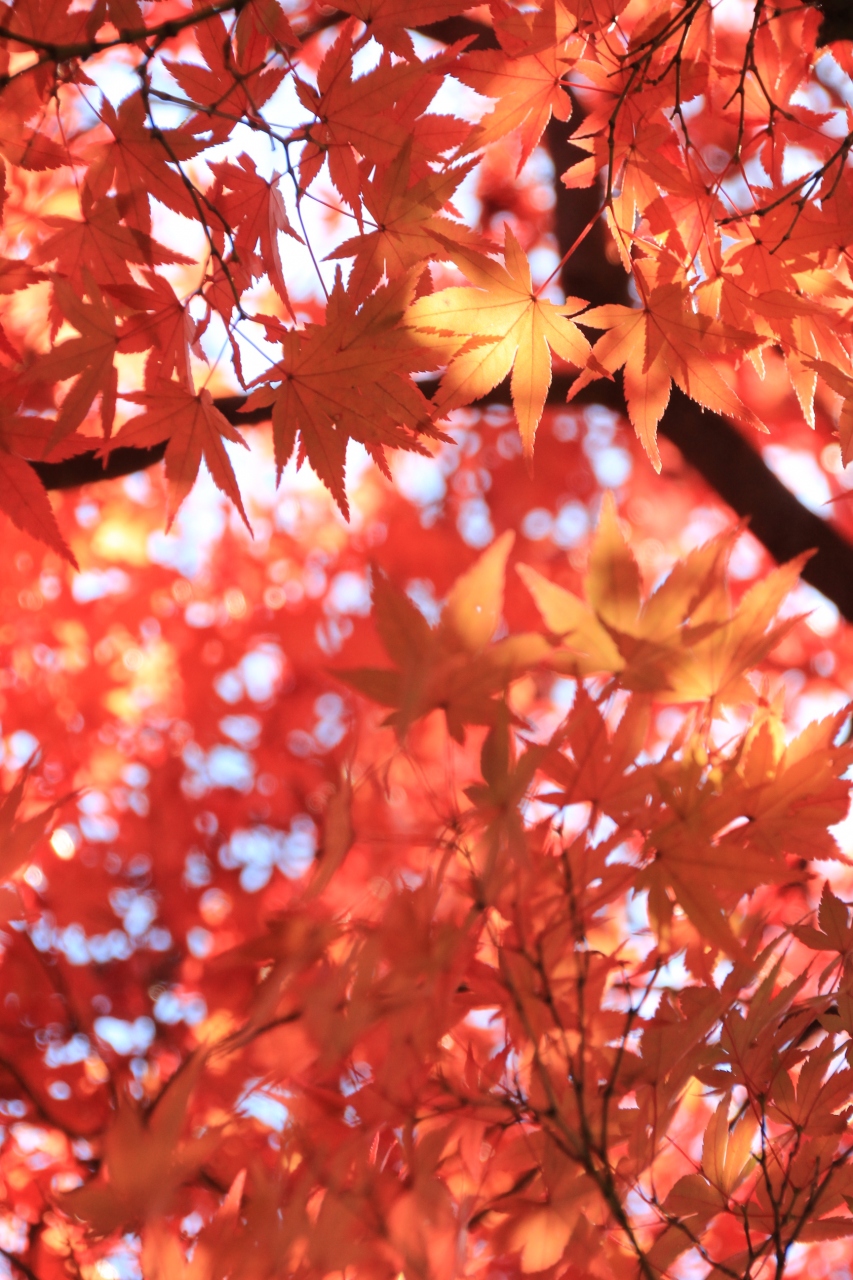 黄金と朱色に染まった紅葉の昭和記念公園 1 至る処にちりばめられた黄 紅葉と青空の下のコウテイダリア 立川 東京 の旅行記 ブログ By まみさん フォートラベル 黄金と朱色に染まった紅葉の昭和記念公園 1 至る処にちりばめられた黄 紅葉と青空の下のコウテイダリア 立川 東京 の旅行記 ブログ By まみさん フォートラベル