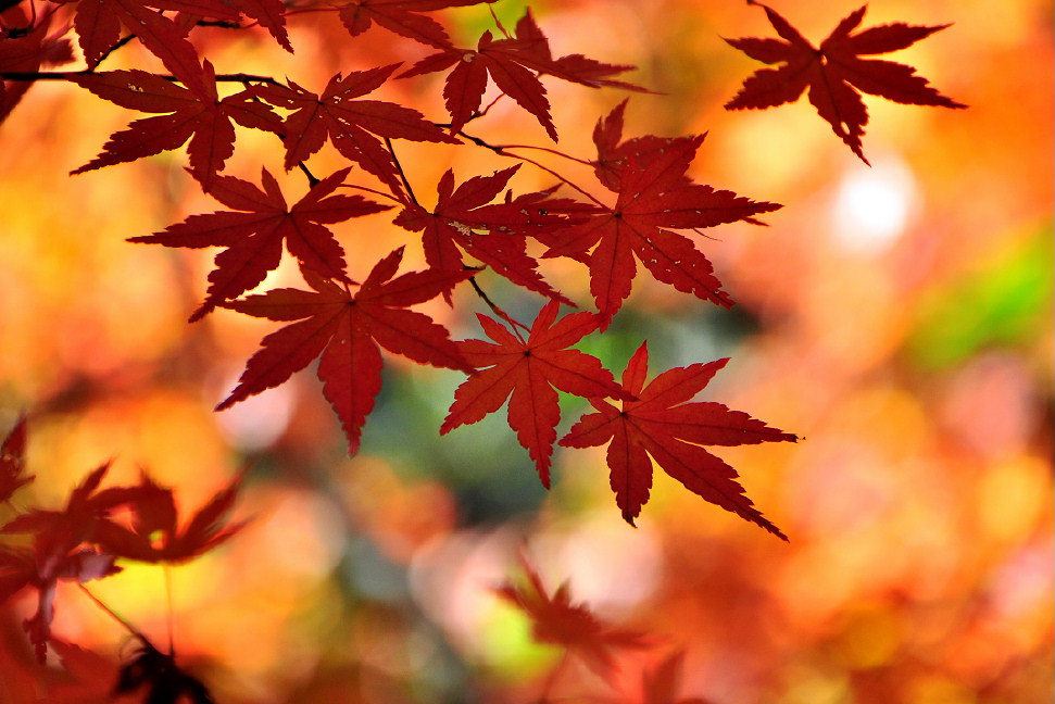 12 紅葉 3 瀬戸市 定光寺 平等庵の紅葉 瀬戸 愛知県 の旅行記 ブログ By 風に吹かれて旅人さん フォートラベル 12 紅葉 3 瀬戸市 定光寺 平等庵の紅葉 瀬戸 愛知県 の旅行記 ブログ By 風に吹かれて旅人さん フォートラベル