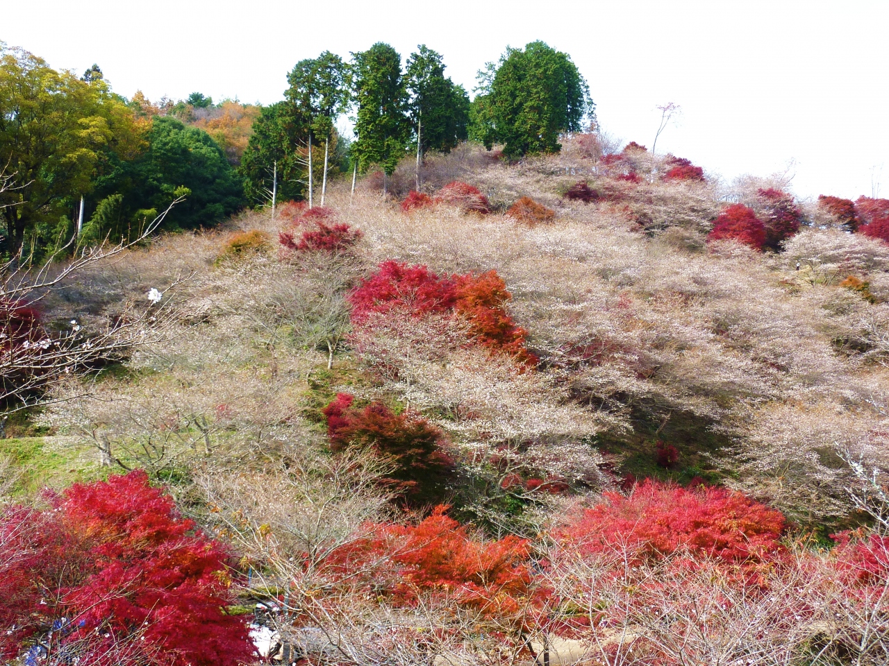 たなびく雲のよう 川見 せんみ の里の四季桜と紅葉 12 香嵐渓 白鷺温泉 笹戸温泉 愛知県 の旅行記 ブログ By みちるさん フォートラベル たなびく雲のよう 川見 せんみ の里の四季桜と紅葉 12 香嵐渓 白鷺温泉 笹戸温泉 愛知県 の旅行記 ブログ By みちるさん フォートラベル