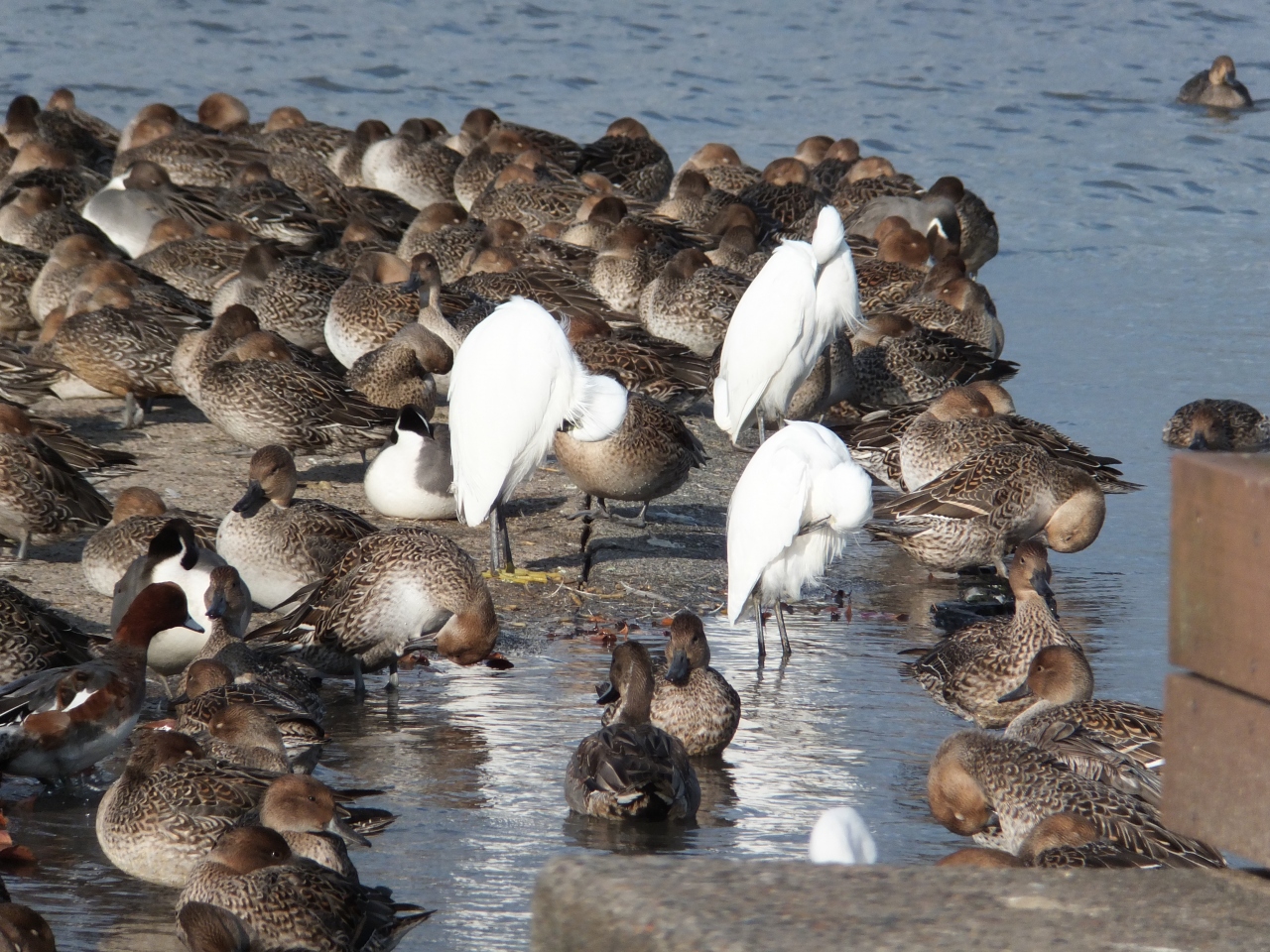 白鳥を見に行ったはずが鴨ばかりだった 瓢湖 咲花 三川 阿賀野川周辺 新潟県 の旅行記 ブログ By ゆきんこさん フォートラベル 白鳥を見に行ったはずが鴨ばかりだった 瓢湖 咲花 三川 阿賀野川周辺 新潟県 の旅行記 ブログ By ゆきんこさん フォートラベル