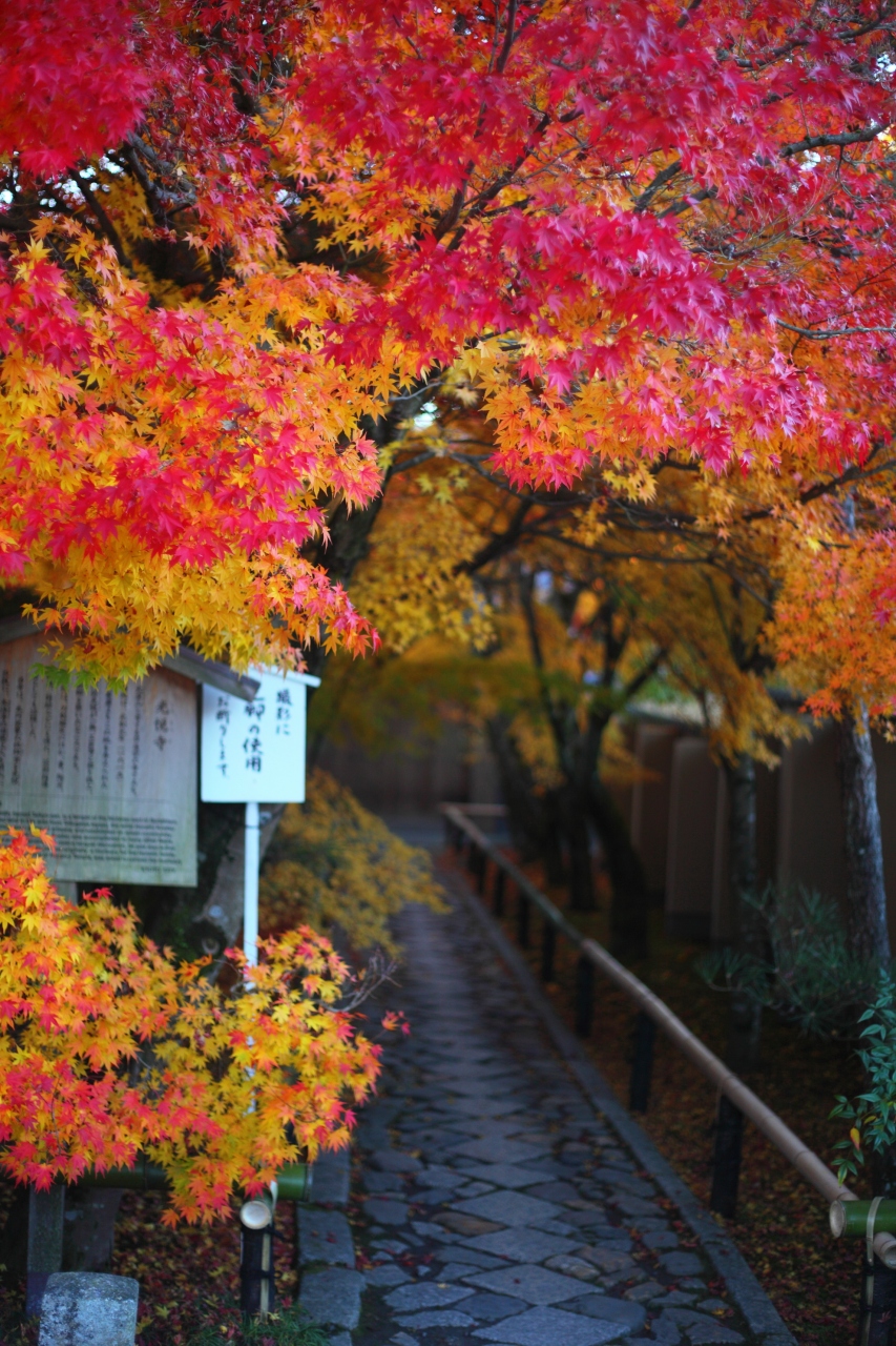 京都 紅葉めぐり 光悦寺 源光庵 常照寺の紅葉 今出川 北大路 北野 京都 の旅行記 ブログ By ふーさん フォートラベル