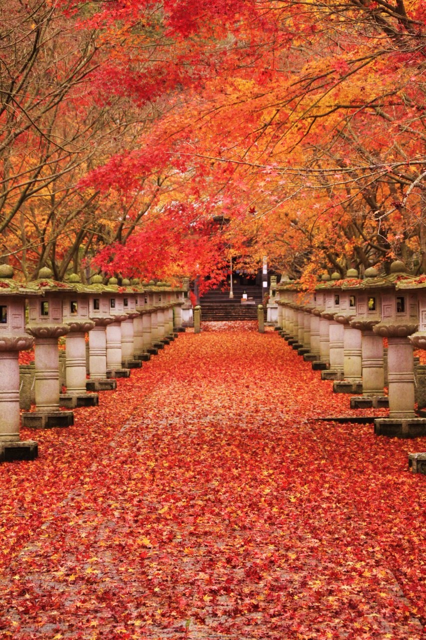 兵庫県 丹波市氷上町 12 秋 紅葉の名刹 高山寺 丹波 兵庫 兵庫県 の旅行記 ブログ By ころっつさん フォートラベル 兵庫県 丹波市氷上町 12 秋 紅葉の名刹 高山寺 丹波 兵庫 兵庫県 の旅行記 ブログ By ころっつさん フォートラベル