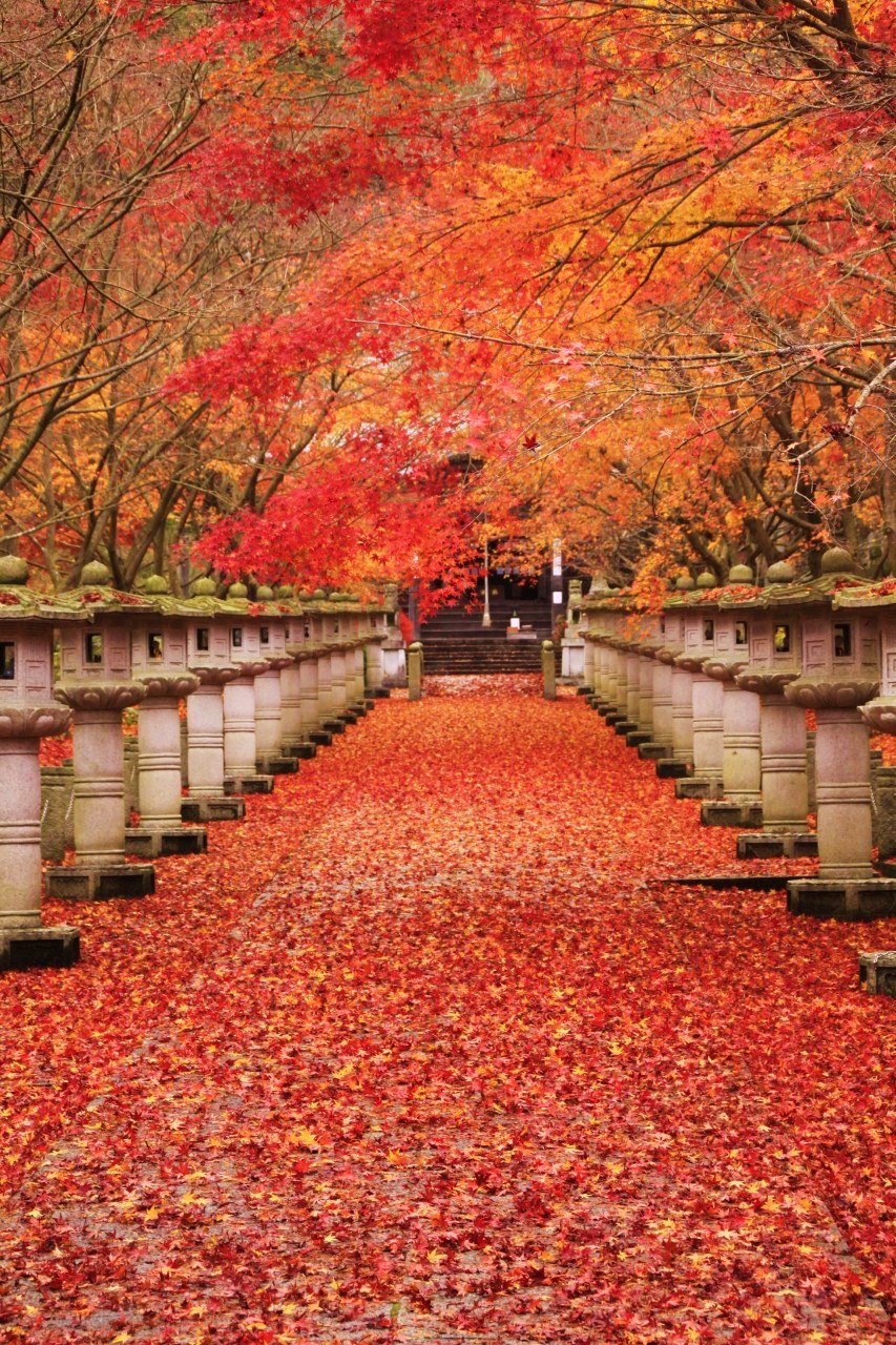 兵庫県・丹波市氷上町（2012・秋）★紅葉の名刹・高山寺