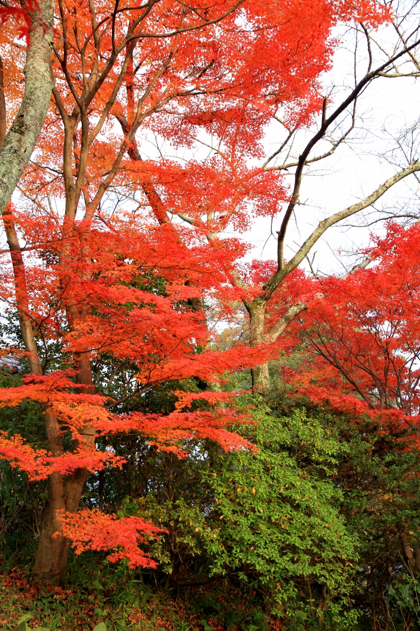 紅葉狩り 府立花の文化園 河内長野市の観心寺 富田林市の龍泉寺へ 河内長野 大阪 の旅行記 ブログ By きよさん フォートラベル