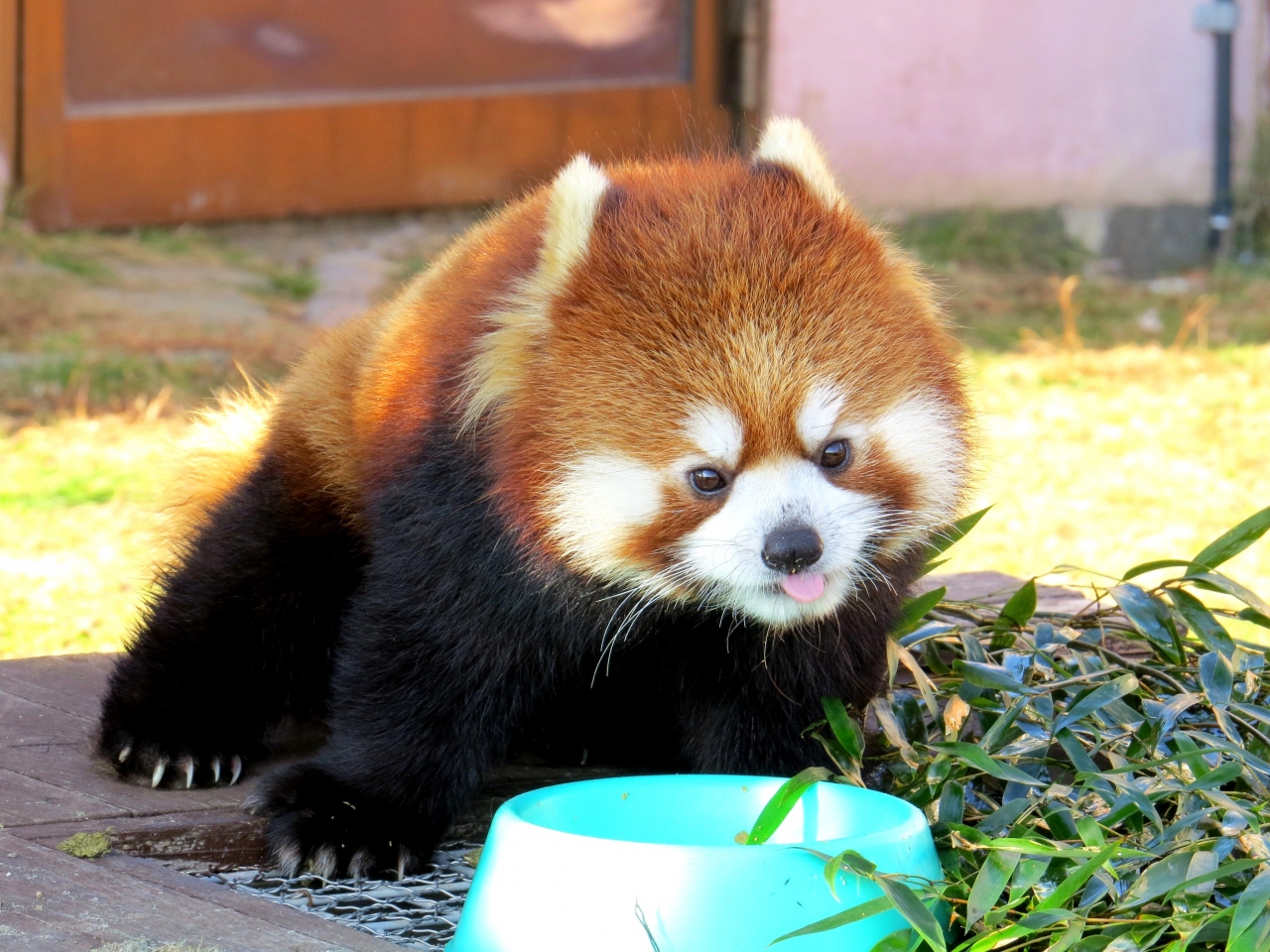 晩秋のレッサーパンダ紀行 ６ 南紀白浜アドベンチャーワールド 会いたかったよ 后ちゃん こんにちは 優浜ちゃん リンちゃん ポリンちゃんお元気そうでなにより 南紀白浜 和歌山県 の旅行記 ブログ By Jilllucaさん フォートラベル