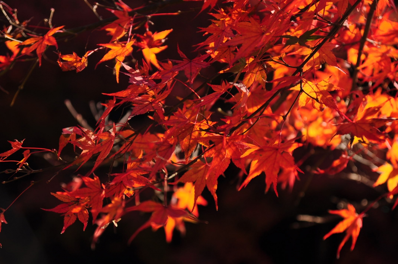 福岡県の紅葉巡り 小倉 北九州市中心部 福岡県 の旅行記 ブログ By ありママさん フォートラベル