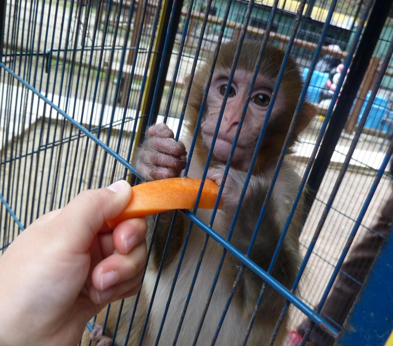 06 錦秋の候 四国 関西 まったり２泊３日旅行 しろとり動物園 吉本うどん 篇 東かがわ 香川県 の旅行記 ブログ By 諒さん フォートラベル