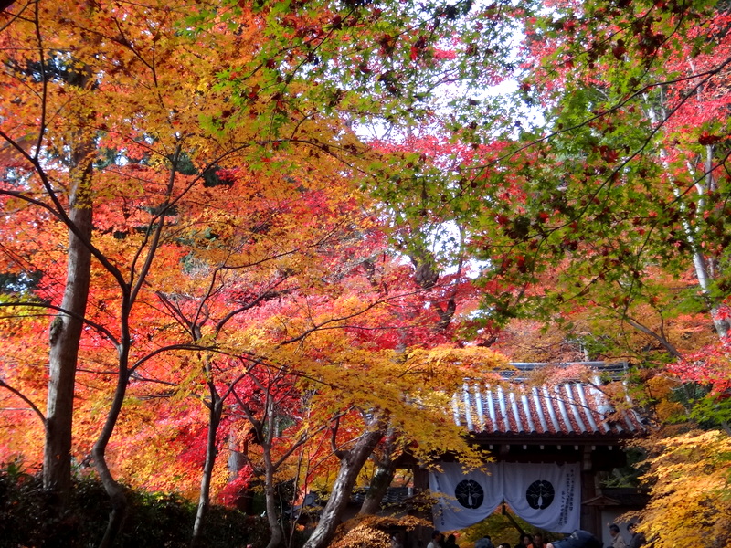 京都半日旅行 光明寺 長岡天満宮紅葉めぐり 長岡京 向日 京都 の旅行記 ブログ By Stacyさん フォートラベル 京都半日旅行 光明寺 長岡天満宮紅葉めぐり 長岡京 向日 京都 の旅行記 ブログ By Stacyさん フォートラベル