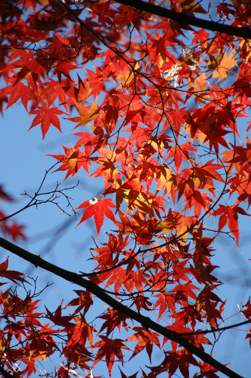 八幡の紅葉01 石清水八幡宮 八幡 城陽 京都 の旅行記 ブログ By こまちゃんさん フォートラベル 八幡の紅葉01 石清水八幡宮 八幡 城陽 京都 の旅行記 ブログ By こまちゃんさん フォートラベル