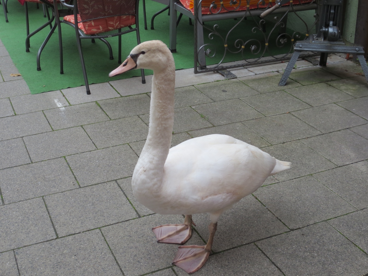 秋のドイツ アルペン街道 メーアスブルク ロマンチック街道周辺 ドイツ の旅行記 ブログ By あじだすさん フォートラベル