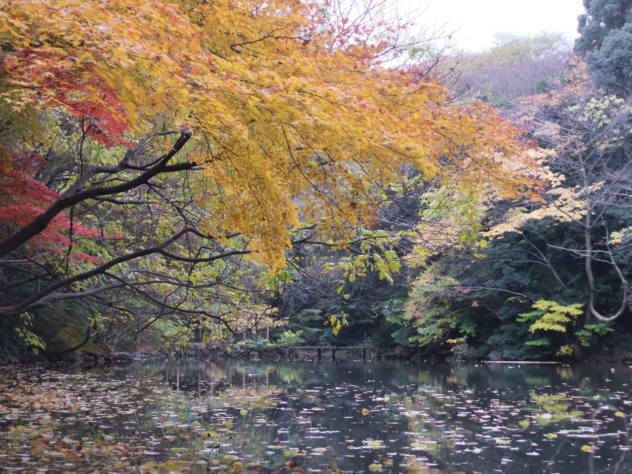 美術にぶるっ 三四郎池はモネの庭 御茶ノ水 本郷 東京 の旅行記 ブログ By ニッキさん フォートラベル 美術にぶるっ 三四郎池はモネの庭 御茶ノ水 本郷 東京 の旅行記 ブログ By ニッキさん フォートラベル