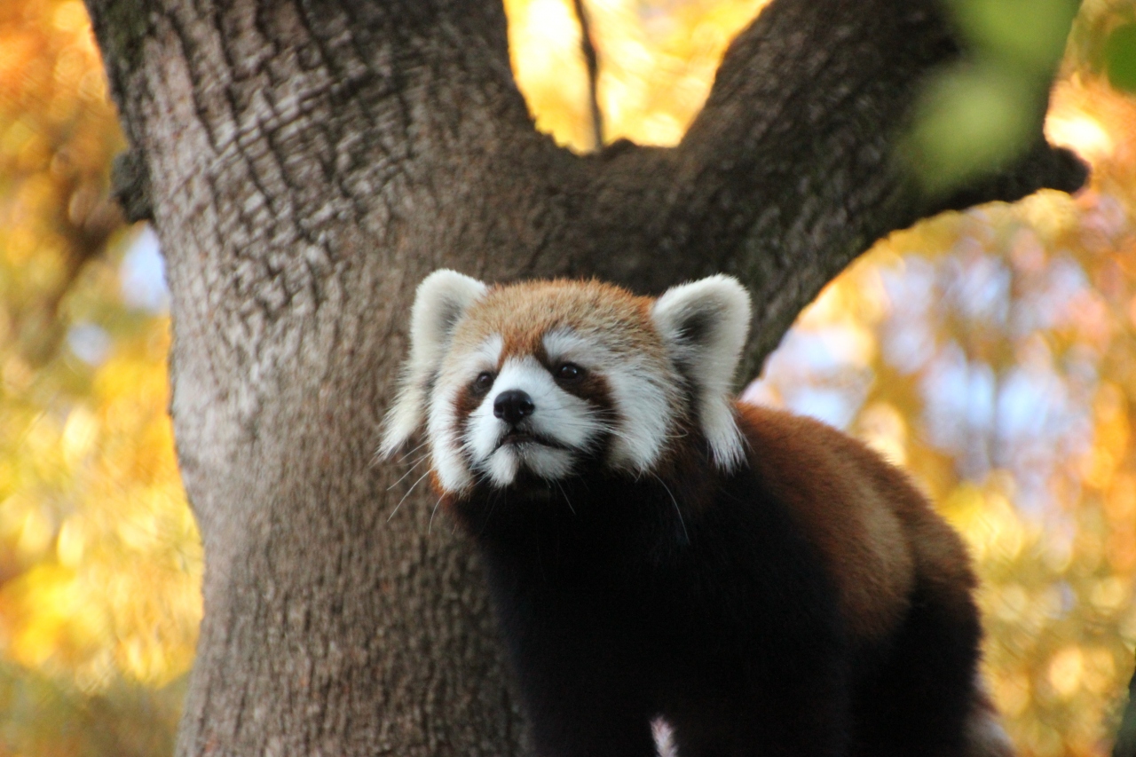 紅葉散策も楽しめた埼玉こども動物自然公園 1 紅葉の中のレッサーパンダのハナビちゃん けちょけちょ尻尾でも可愛いさは変わらなかったナツちゃん 東松山 埼玉県 の旅行記 ブログ By まみさん フォートラベル