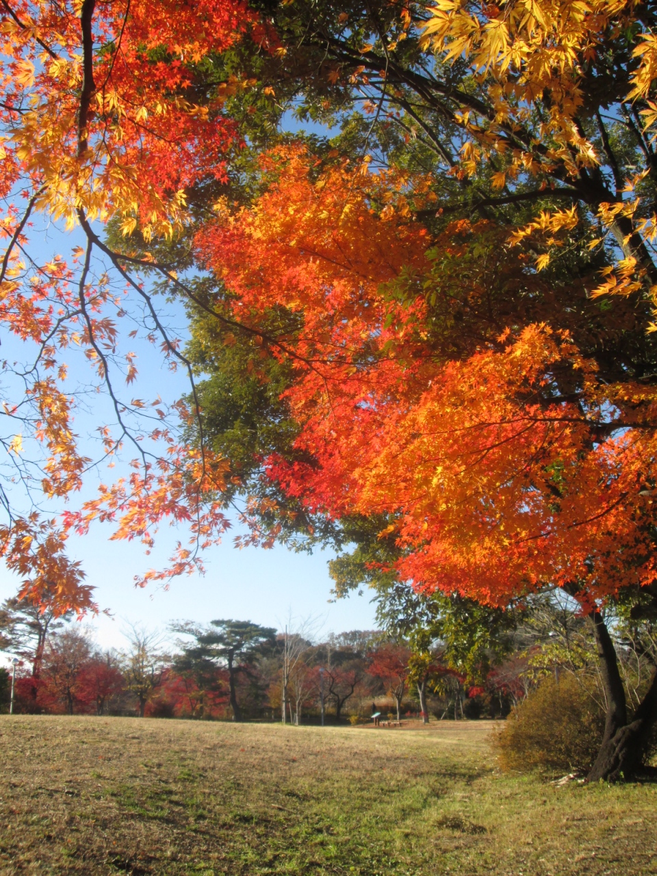 狭山湖 多摩湖の紅葉 12 Autnmn Color In Lake Sayama Lake Tama 福生 武蔵村山 東京 の旅行記 ブログ By Yamada423さん フォートラベル