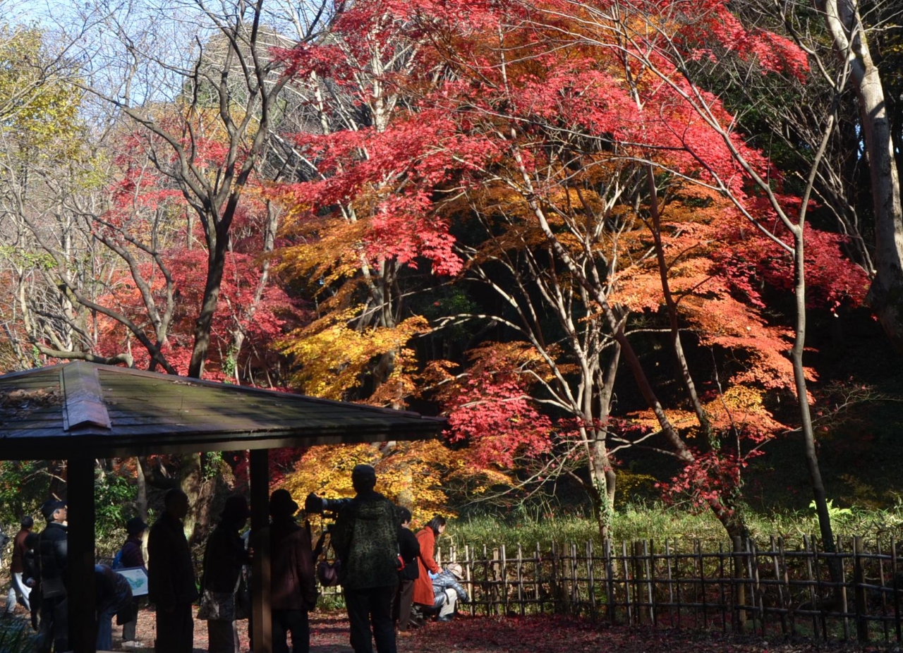 横浜の紅葉 四季の森公園 泉谷寺 三ッ池公園 港北 長津田 青葉 神奈川県 の旅行記 ブログ By Takeおじさん フォートラベル 横浜の紅葉 四季の森公園 泉谷寺 三ッ池公園 港北 長津田 青葉 神奈川県 の旅行記 ブログ By Takeおじさん フォートラベル
