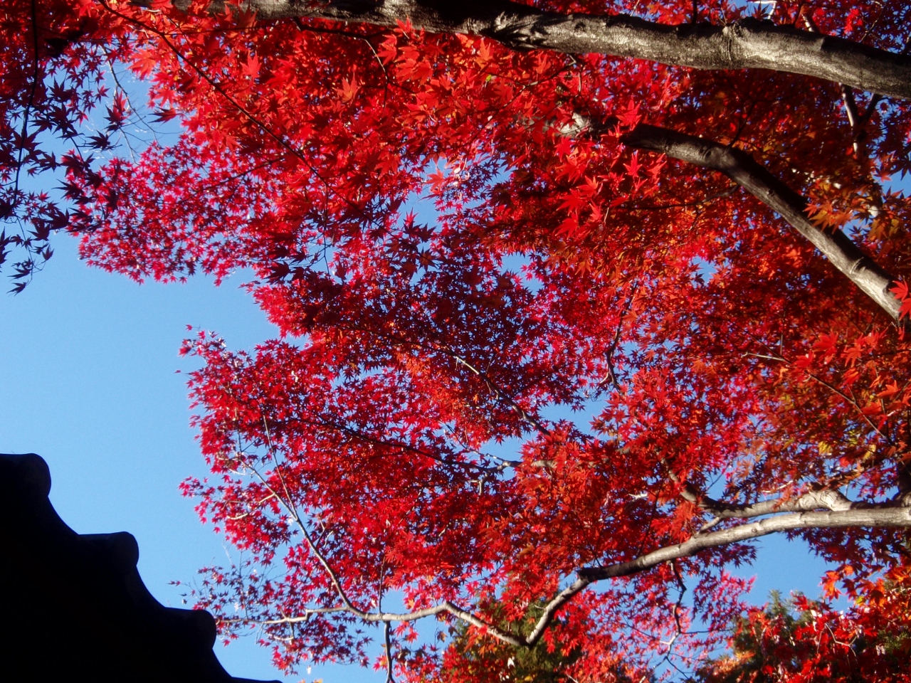 松戸市 本土寺 紅葉狩り ランチは Ikea船橋で 千葉県の旅行記 ブログ By ミンさん フォートラベル