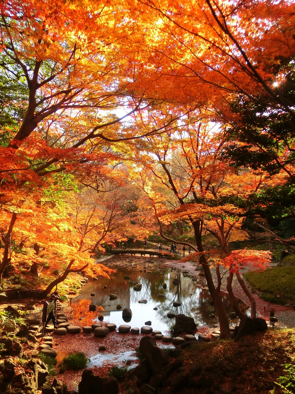 あでやか紅葉巡り12 前編 小石川後楽園の紅葉 水道橋 東京 の旅行記 ブログ By ニッキーさん フォートラベル