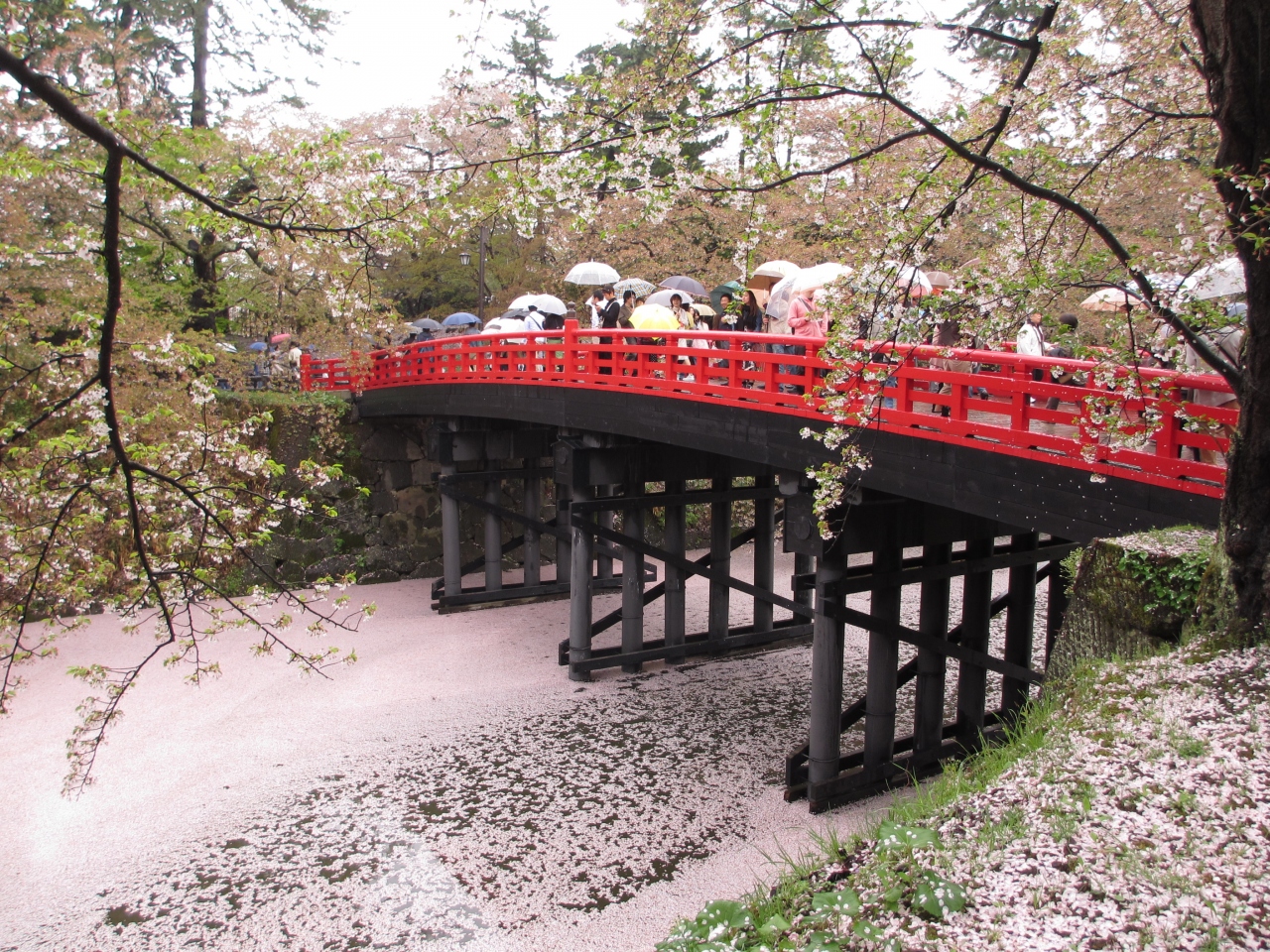 桜に間に合わなかった 雨の弘前公園 弘前 青森県 の旅行記 ブログ By Mizukiさん フォートラベル