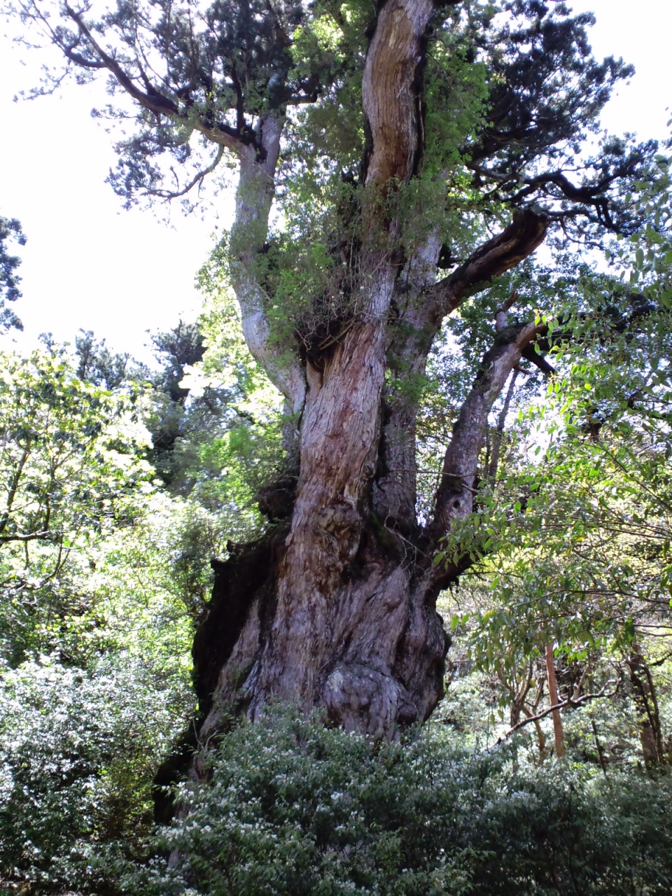憧れの縄文杉に出会えました 屋久島 鹿児島県 の旅行記 ブログ By Yocchanさん フォートラベル