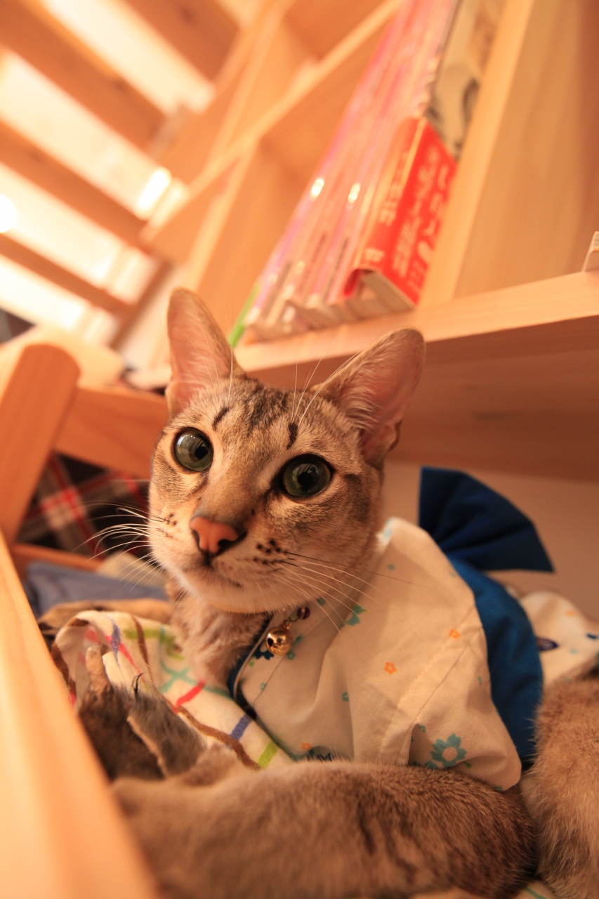 猫カフェ58 猫とお昼寝できるカフェ てんてん 大阪城 京橋 大阪 の旅行記 ブログ By みにくまさん フォートラベル