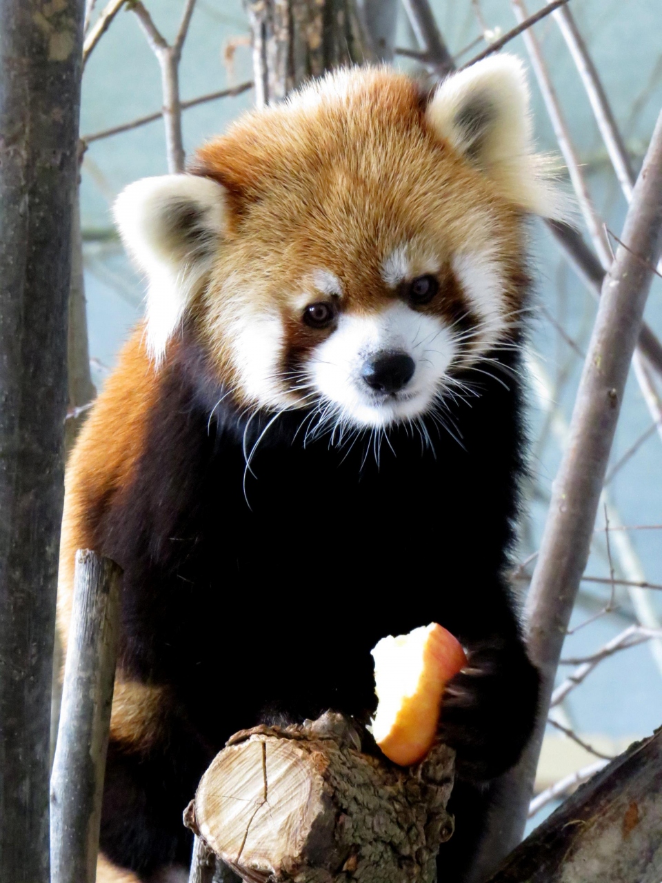 雪のレッサーパンダ紀行 ３ 円山動物園 その２ やっぱり雪の動物園は面白いっ 雪にはしゃぐレッサーパンダ母娘 セイタ君の屋内運動場風景 琴似 発寒中央 北海道 の旅行記 ブログ By Jilllucaさん フォートラベル