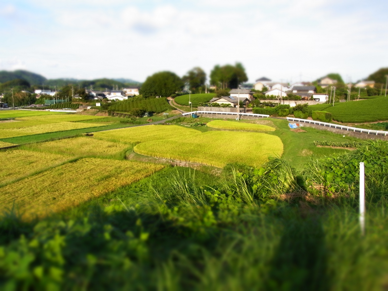 12年秋 私的原風景 黄金色の稲穂とコスモス編 静岡県の旅行記 ブログ By ムヒカさん フォートラベル