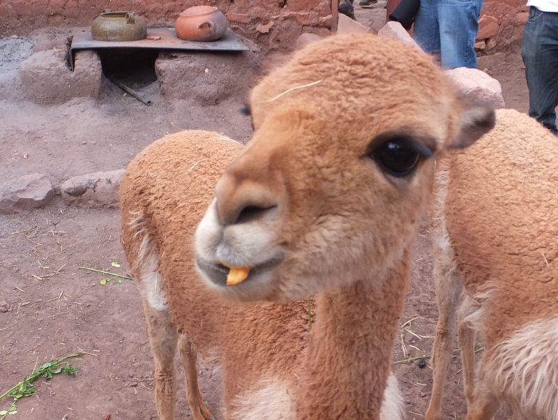 南米初旅行 ４ へんな動物 その他の都市 ペルー の旅行記 ブログ By Mak Lionさん フォートラベル
