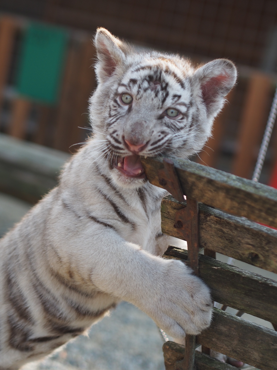 動物たちといっぱい触れ合える しろとり動物園 またトラに触ったよ 東かがわ 香川県 の旅行記 ブログ By Midoriさん フォートラベル