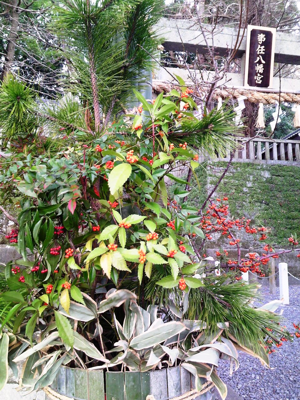 掛川のパワースポット 正月前の事任八幡宮で紅葉が楽しめた10年 掛川 静岡県 の旅行記 ブログ By ムヒカさん フォートラベル