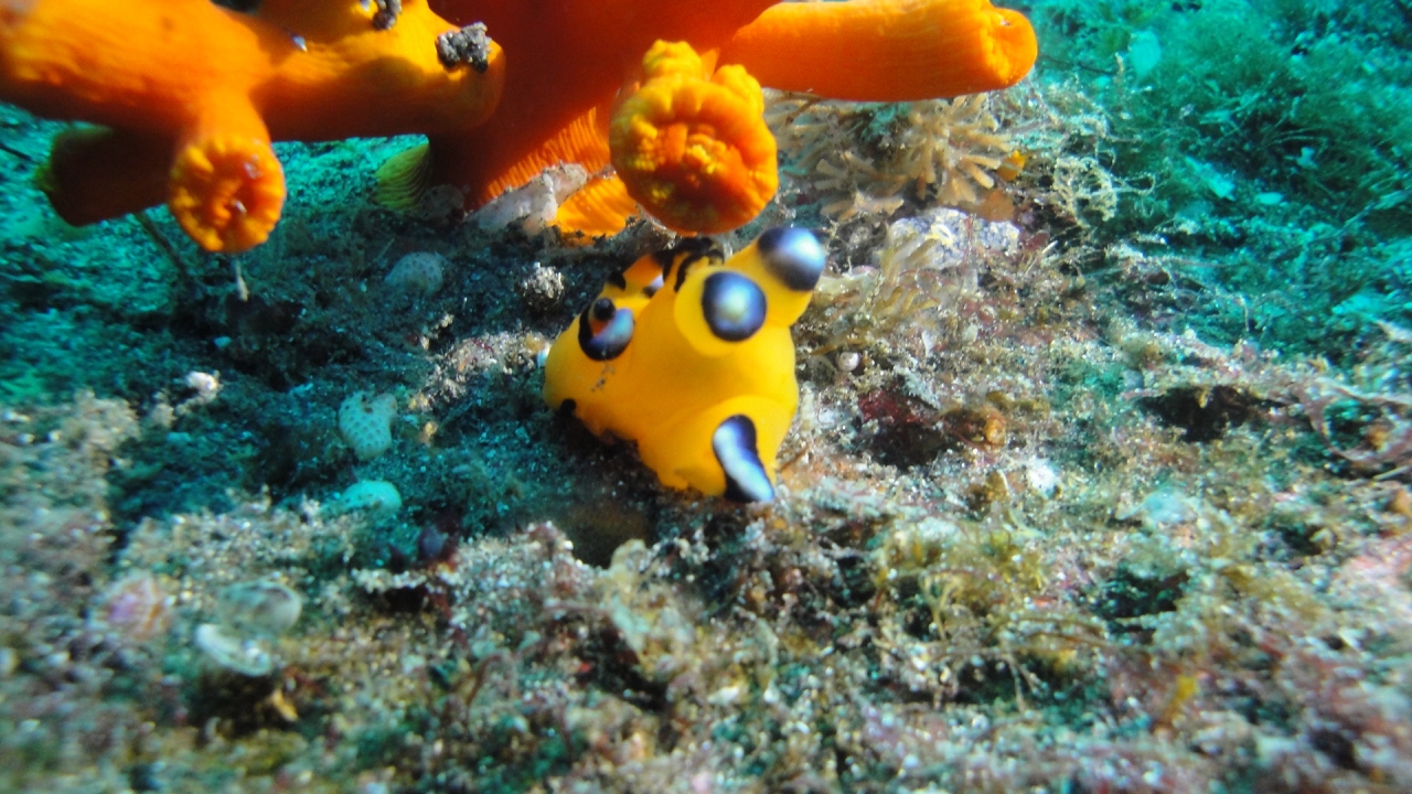 大瀬崎ダイビング ピカチュウ ウデフリツノザヤウミウシ 見れました 沼津 静岡県 の旅行記 ブログ By 快特さん フォートラベル