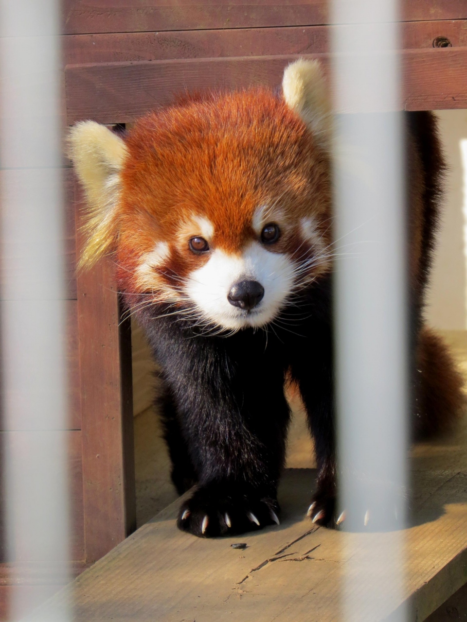 Xmasレッサーパンダ紀行 １ 千葉市動物公園 市川市動植物園 風太一家元気です 娘娘ちゃん旭山からいらっしゃい 市川 千葉県 の旅行記 ブログ By Jilllucaさん フォートラベル