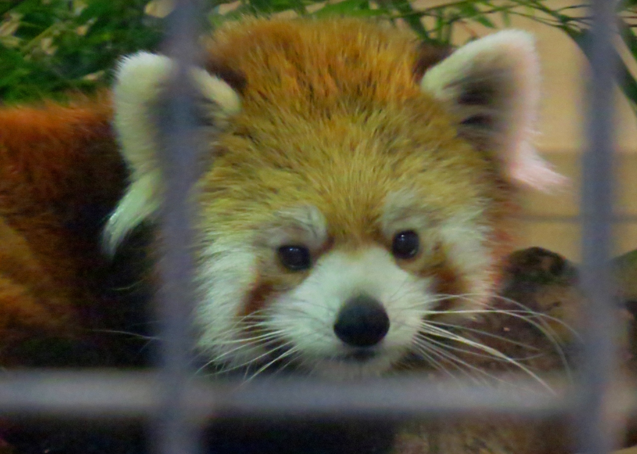 Xmasレッサーパンダ紀行 2 上野動物園 ありがとうチャオ君 安らかに キタロウ君 アンアンちゃん長生きしてね サンシャイン水族館 タエちゃんは爆睡中 上野 御徒町 東京 の旅行記 ブログ By Jilllucaさん フォートラベル