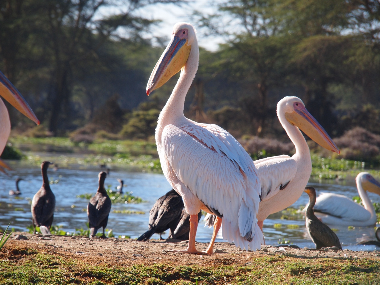ナクル湖 ナイバシャ湖で野生動物を見てきました ナクル湖国立公園周辺 ケニア の旅行記 ブログ By チュンチュンさん フォートラベル
